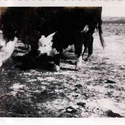 Hereford Calf
