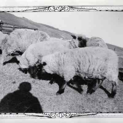 Sheep