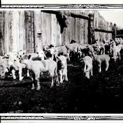 Lambs