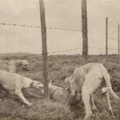 Hunting Dogs