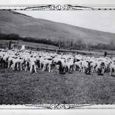 Sheep