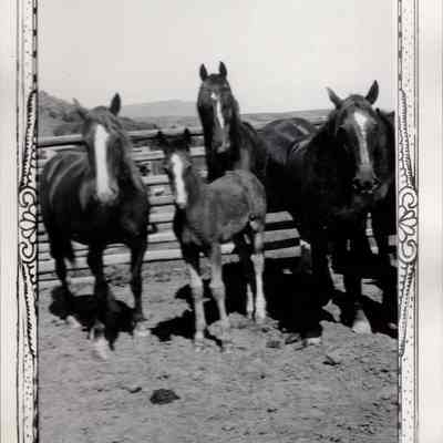 Horses