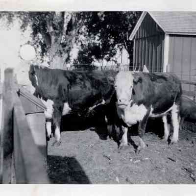 Steers