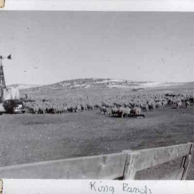 King Ranch