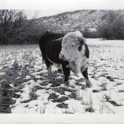 Hereford Bull