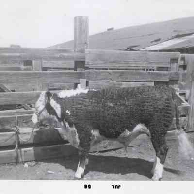 Show Steer
