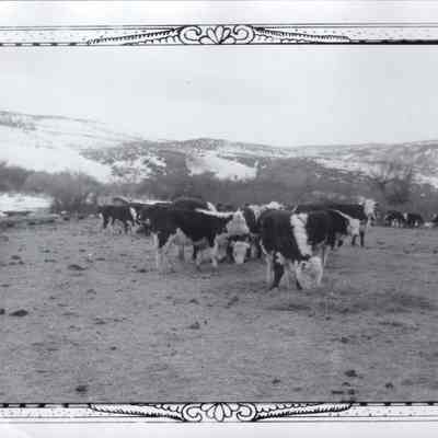 Hereford Cows