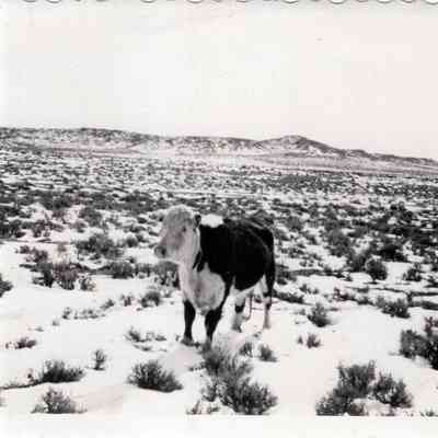Hereford Cow
