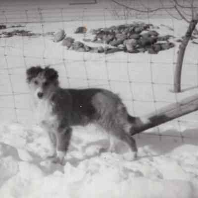 Dog