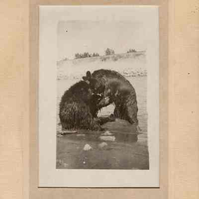 Bears