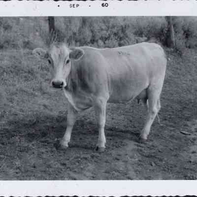 Milk Cow