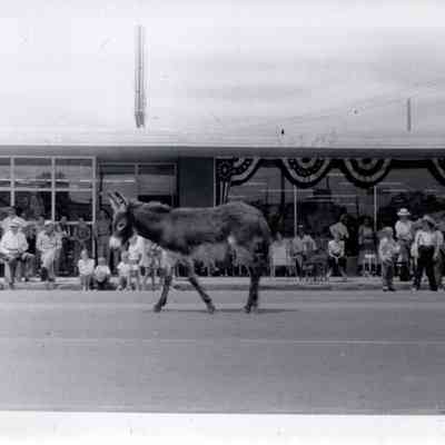 Donkey