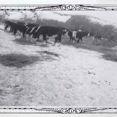 Cows on the Feedline
