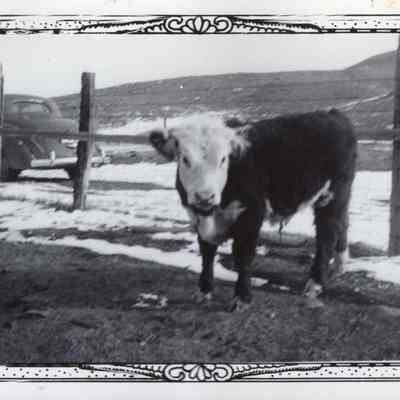 Hereford Bull