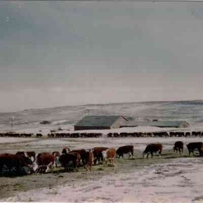 Cows on Feedline