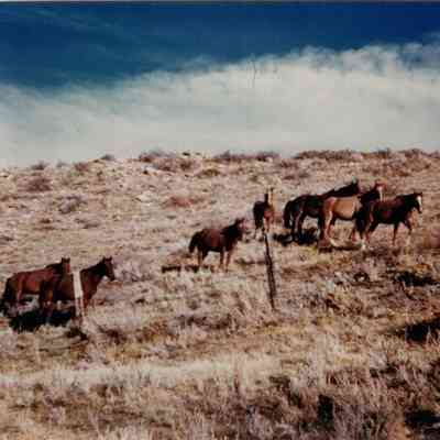 Horses