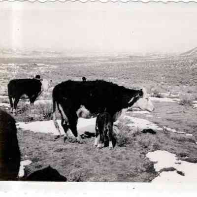 Cow and Calf