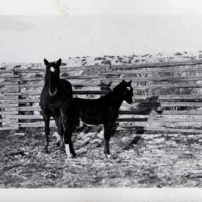 Horses