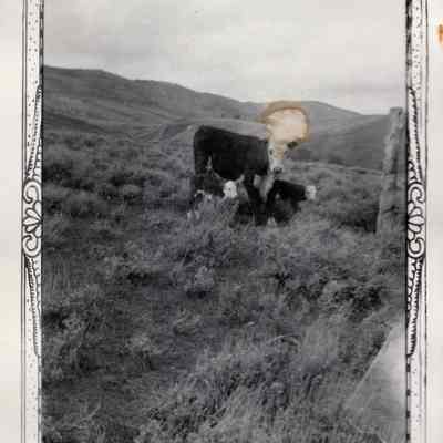 Cow and Calves