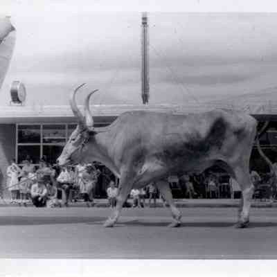 Longhorn