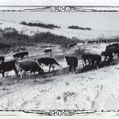 Hereford Cows