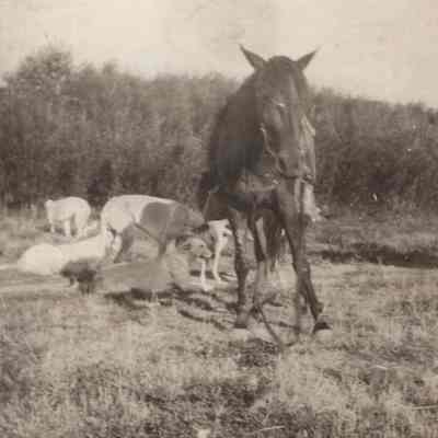 Horse and Dogs