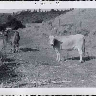 Milk Cows