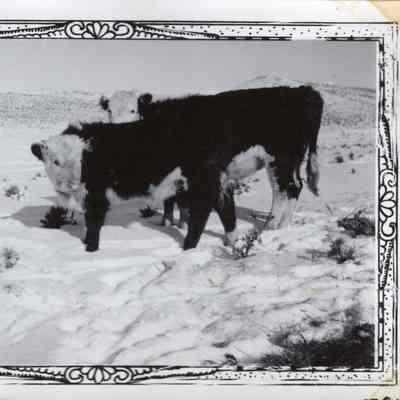 Hereford Cows