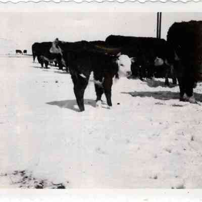 Hereford Calf