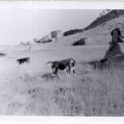 Hereford Cows