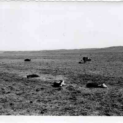 Hereford Calves