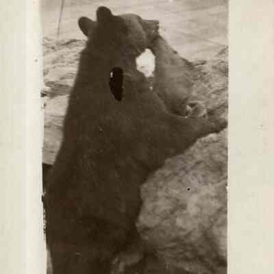 Bear