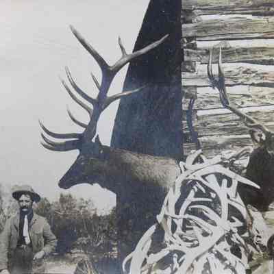 Mounted Elk