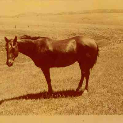 Horse