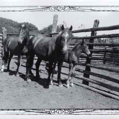 Horses