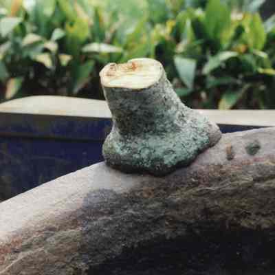 Sugar Bowl and Tree
