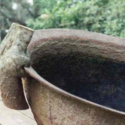 Sugar Bowl and Tree