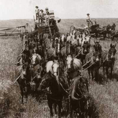 Harvesting grains