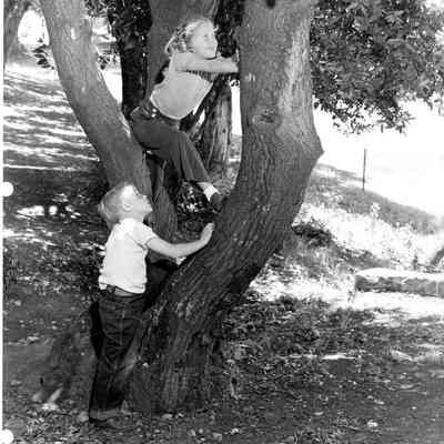 Children climb a tree in a park