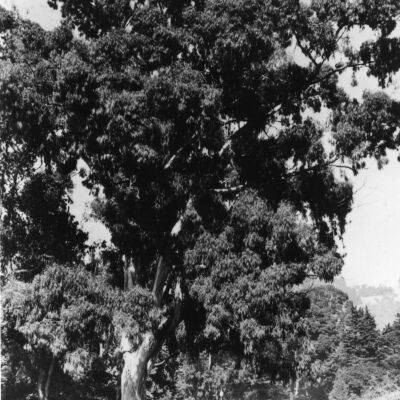 Eucalyptus Tree