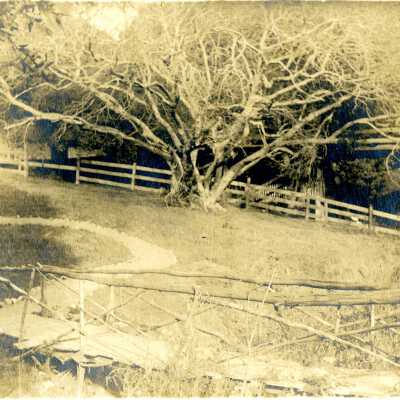 Live Oak Park