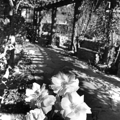 Rose Garden