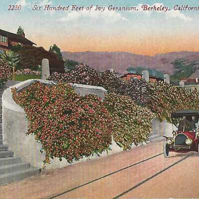 Six Hundred Feet of Ivy Geranium, Berkeley,