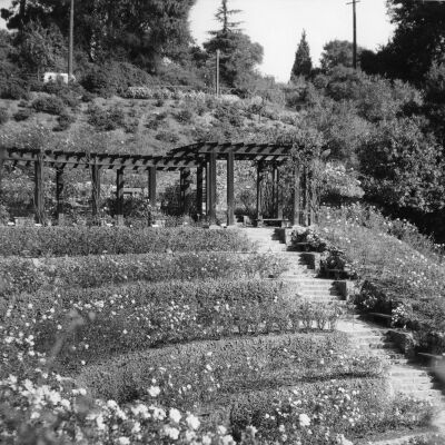 Berkeley Rose Garden