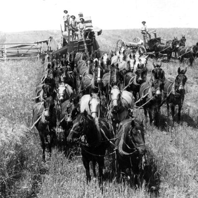 Horse team pulling thresher through field