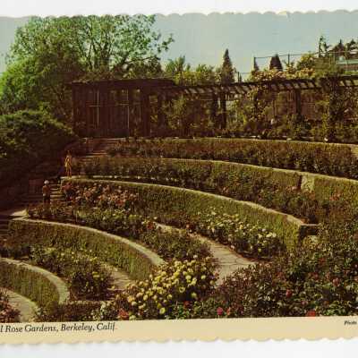 Municipal Rose Garden, Berkeley, Calif.
