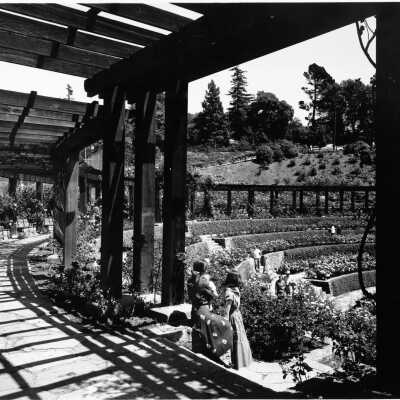 Berkeley Rose Garden