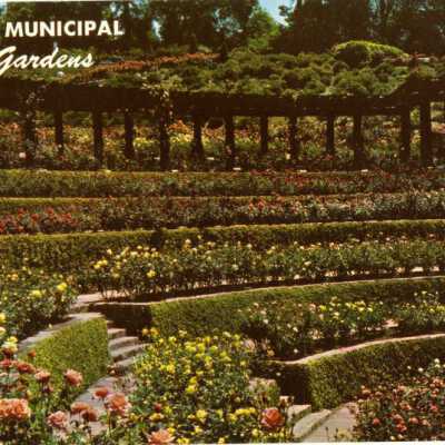 Berkeley Municipal Rose Gardens