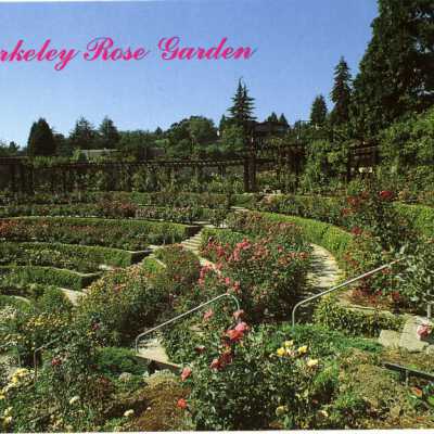 Berkeley Rose Garden