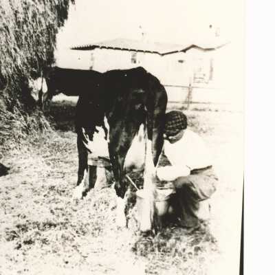 Andrew Lundgren milking cow